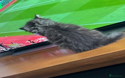 Mixed Breed cats for sale: 8 week old male fluffy tabby kitten - Image 7
