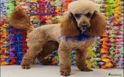 Miniature Poodle dogs for sale: Beautiful red miniature poodles  - Image 3