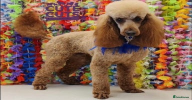 Miniature Poodle dogs - Advert 8