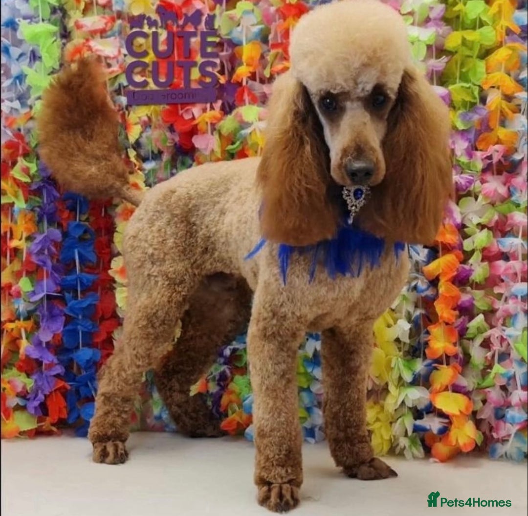 Miniature Poodle dogs for sale: Beautiful red miniature poodles  - Image 3