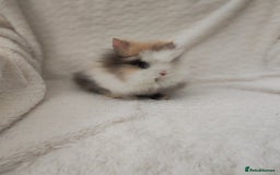 Lionhead rabbits for sale: Mini lion head, double mane, full face in Boston - Image 3