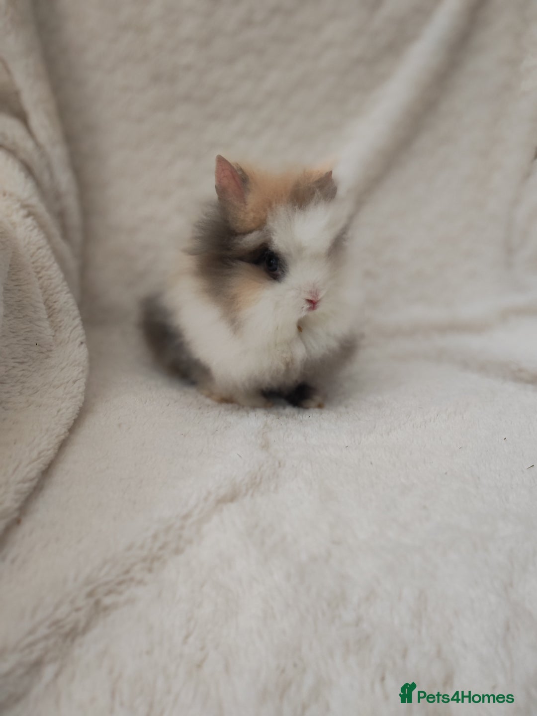 Lionhead rabbits for sale: Mini lion head, double mane, full face in Boston - Image 3