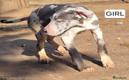Great Dane dogs for sale: Great dane puppies  - Image 4