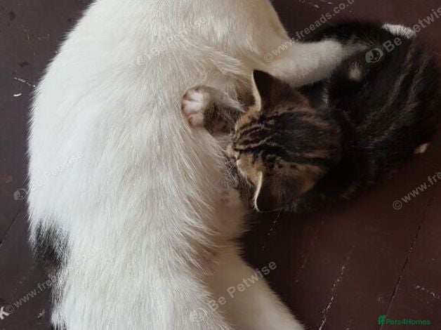 Mixed Breed cats Sweet Boy Kitten – Ready for New Home - Advert 2