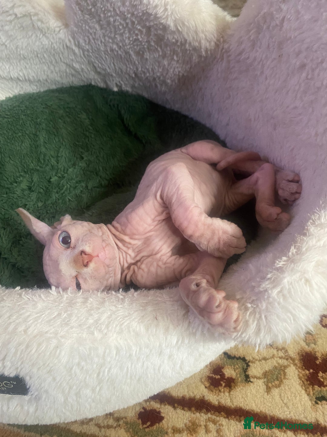 Sphynx cats for sale:  Sphynx kittens are looking for a loving  home. - Image 7
