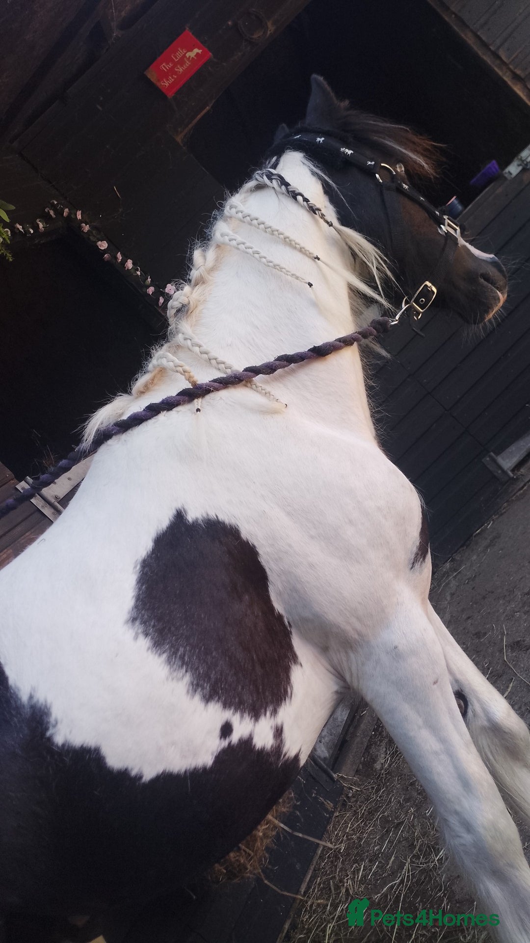 Miniature horses for sale: Mini cob  - Image 5