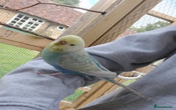 Budgerigars birds for sale: Baby Budgies In Warlingham (Ready 10th August) - Image 19