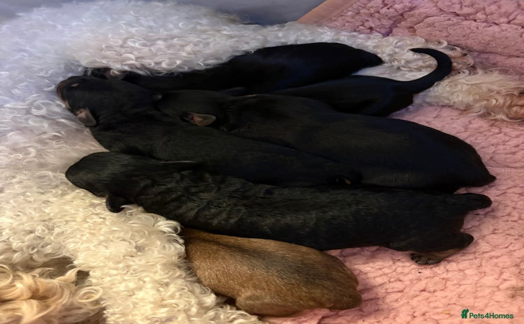 Mixed Breed dogs - Advert 4