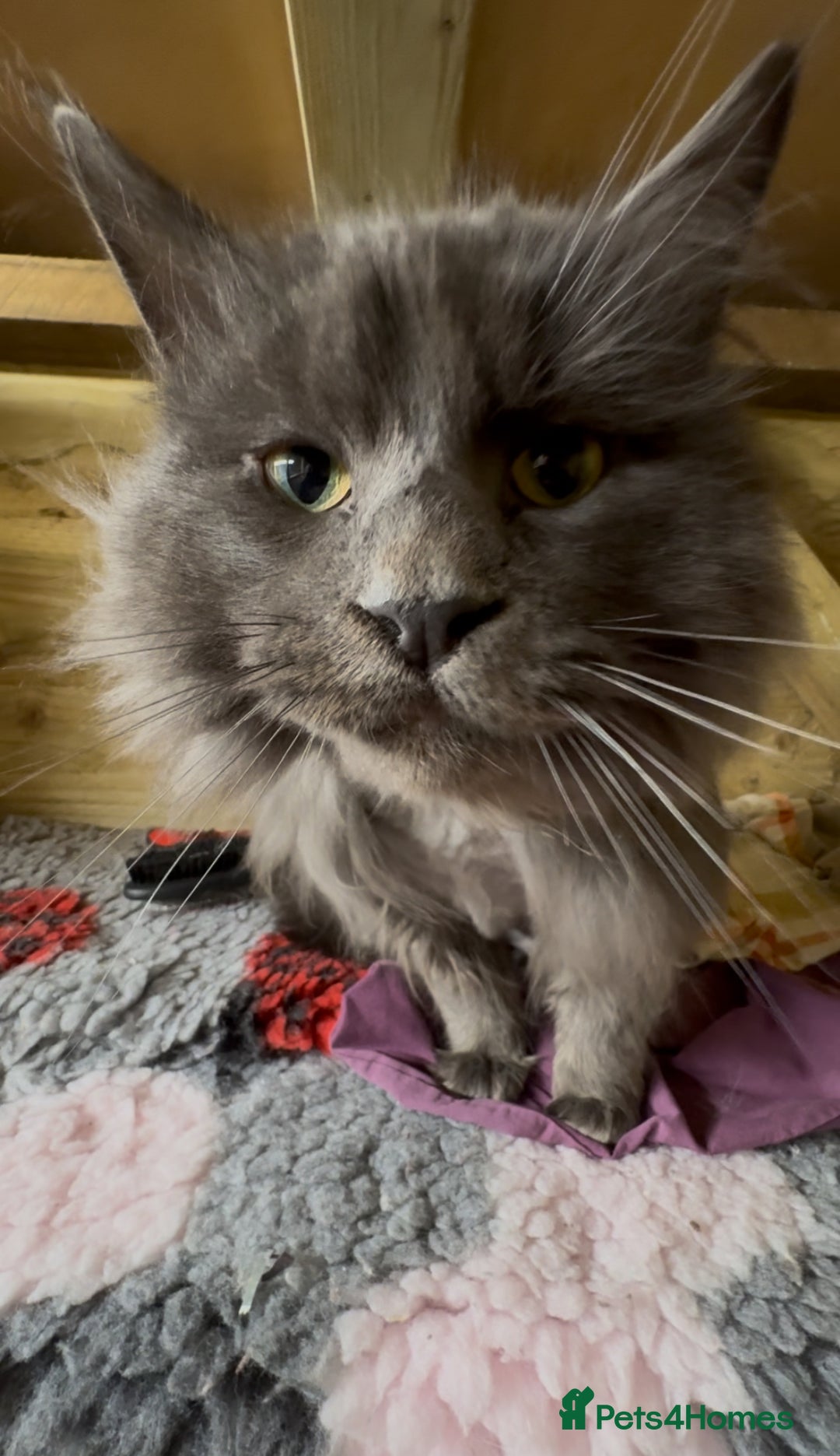 Maine Coon cats for stud: GCCF Blue Smoke Maine Coon Stud in Thetford - Advert 6