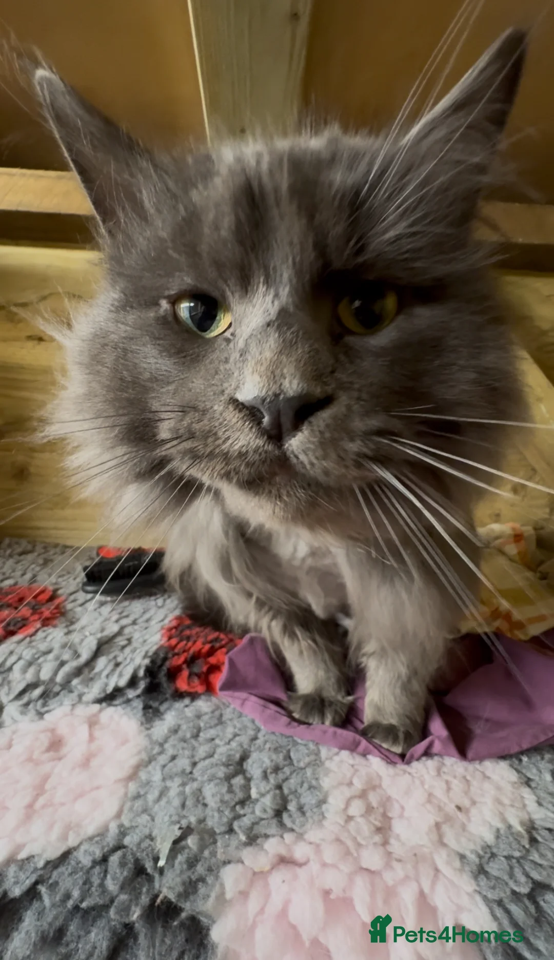 Maine Coon cats for stud: GCCF Blue Smoke Maine Coon Stud in Thetford - Advert 6