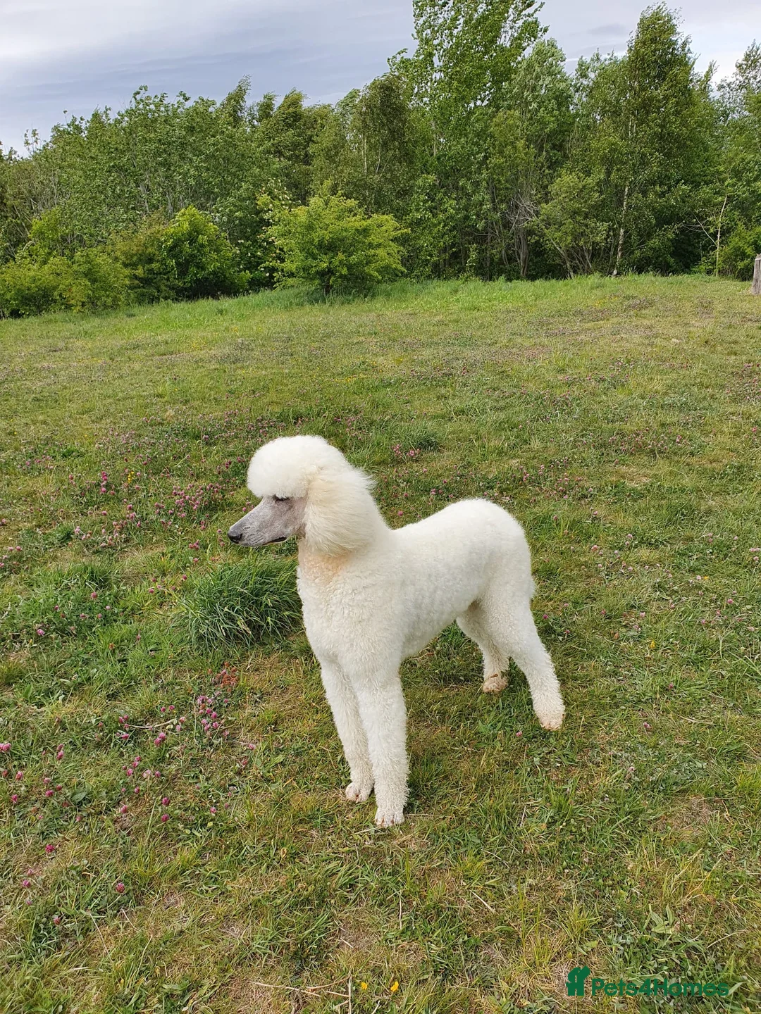Standard Poodle dogs for stud: KC Registered standard poodle stud - Advert 1