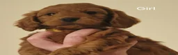 Cockapoo dogs for sale: RED SHOW COCKAPOO PRA CLEAR in Coalville - Advert 7