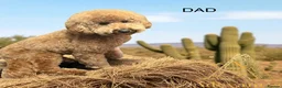 Miniature Poodle dogs for sale: Miniature Poodle puppies.  - Advert 3