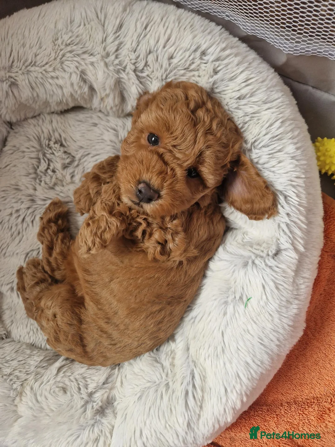 Cockapoo dogs for sale: cockapoo pups for sale - Advert 7