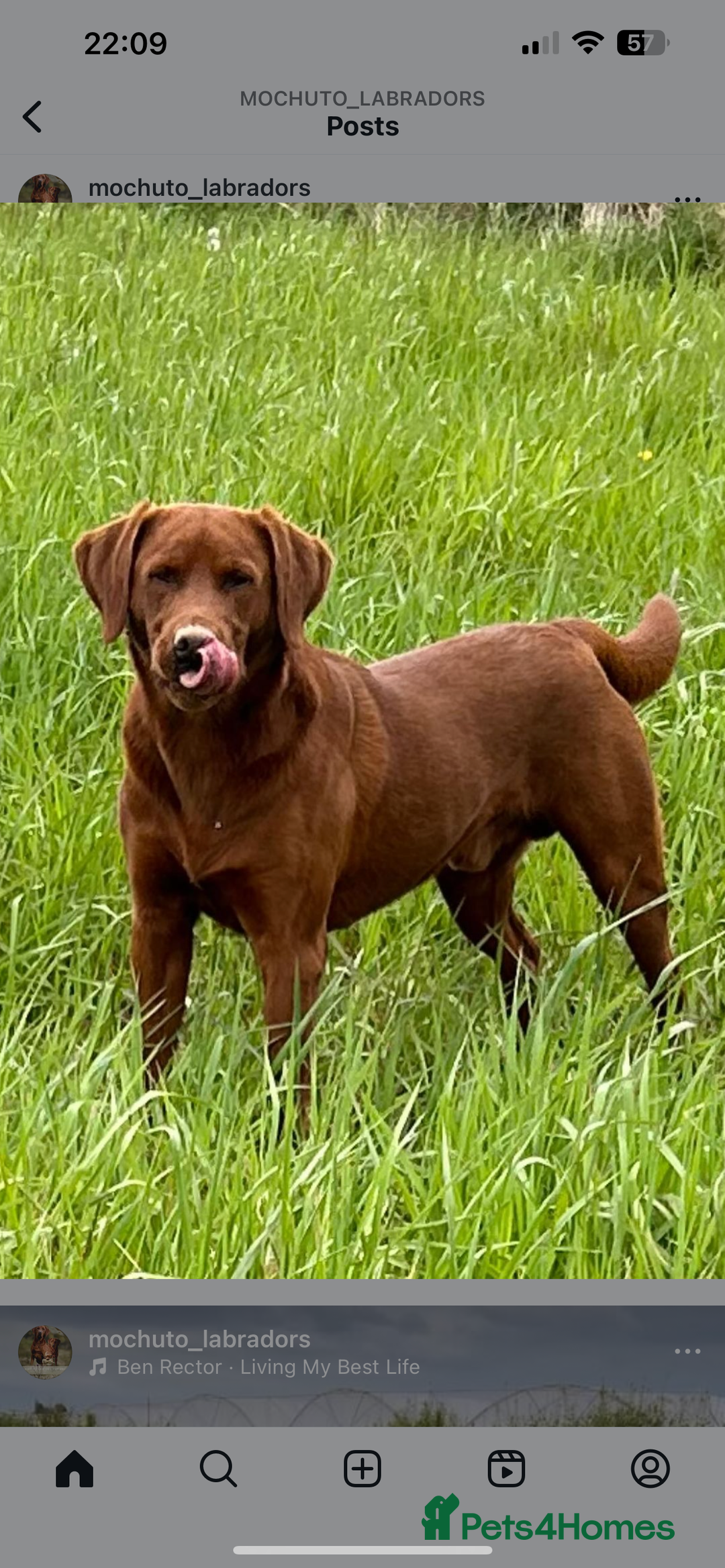 Labrador Retriever dogs for sale: Beautiful Fox Red Litter DUE 18th January  - Advert 5