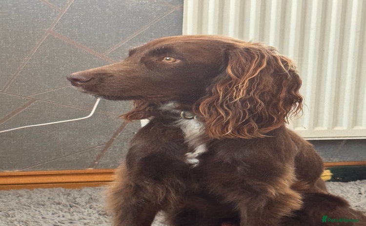 Sprocker dogs - Advert 2