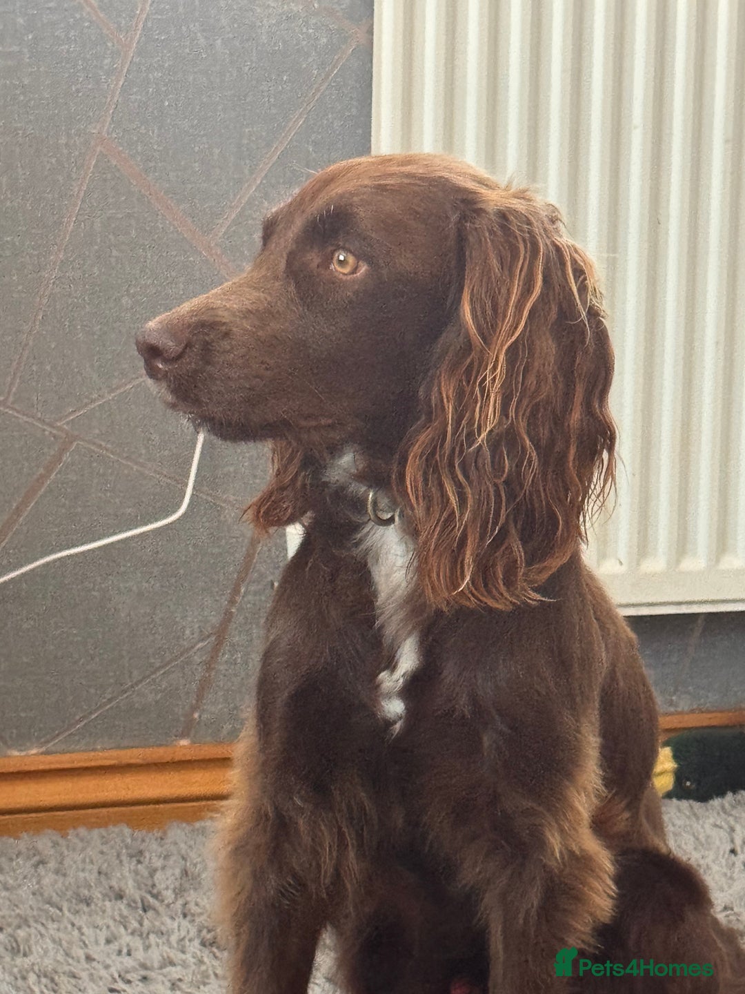 Sprocker dogs for sale: Sprocker Spaniel 17 months old  - Image 1
