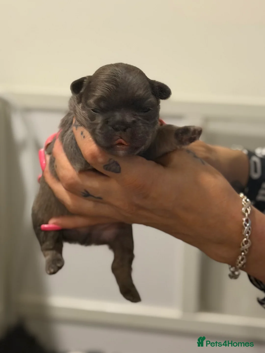 French Bulldog dogs for sale: 2 lovely Boys available Fluffy Frenchbulldogs in London - Advert 2
