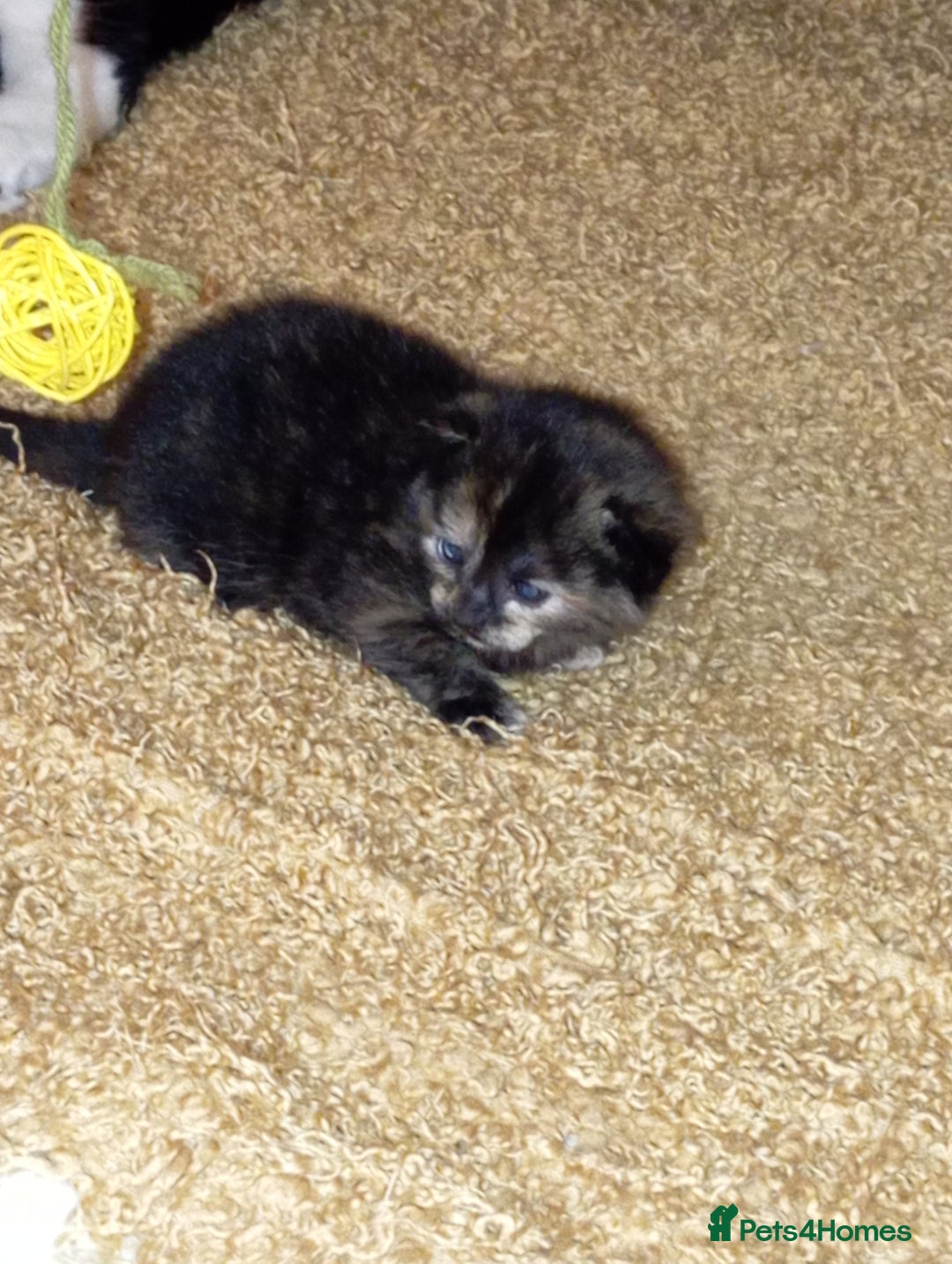 British Shorthair cats for sale: Cute kittens are ready. - Image 18