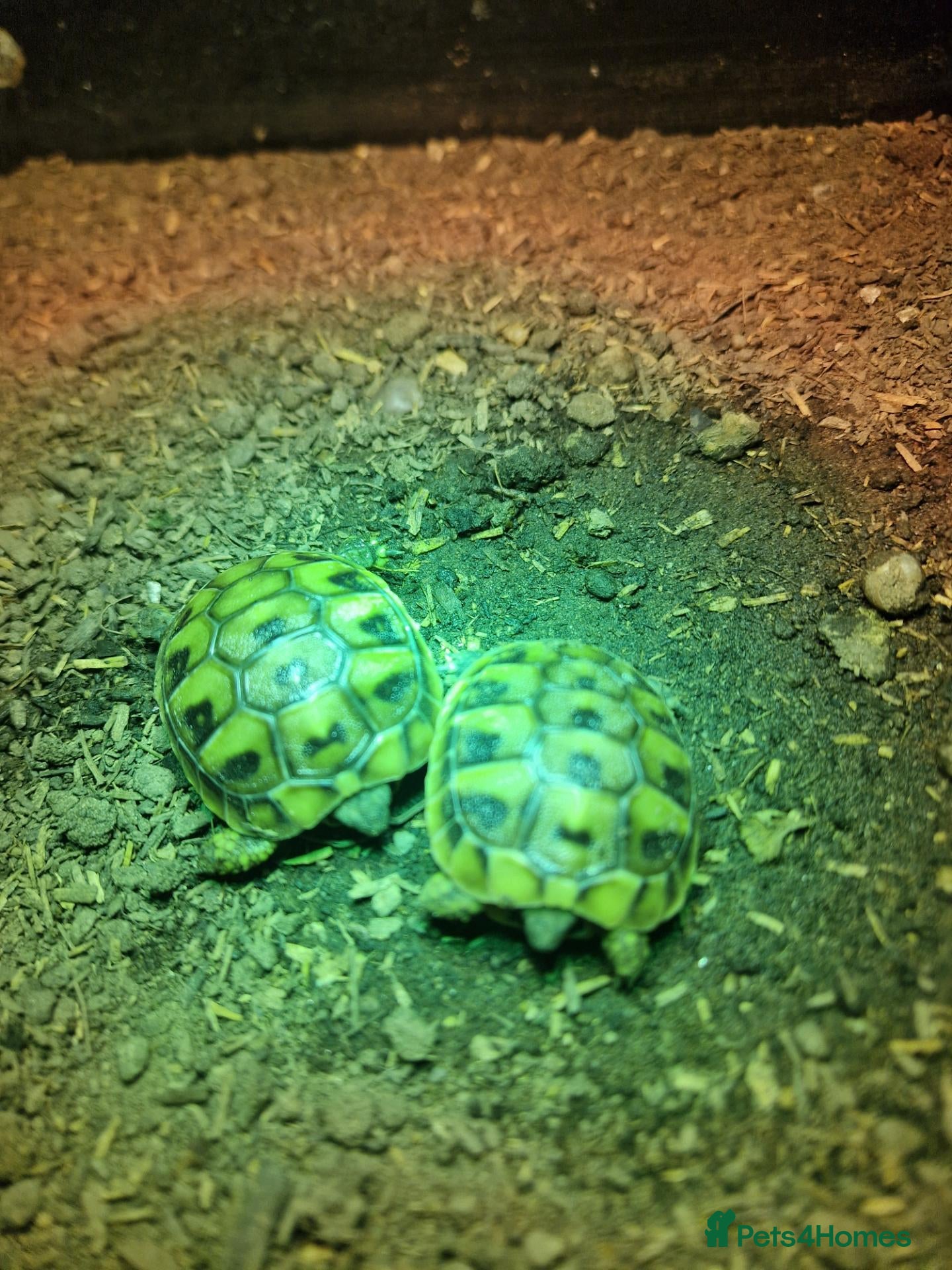 Hermann Tortoise reptiles  hermanns tortoise - Advert 1