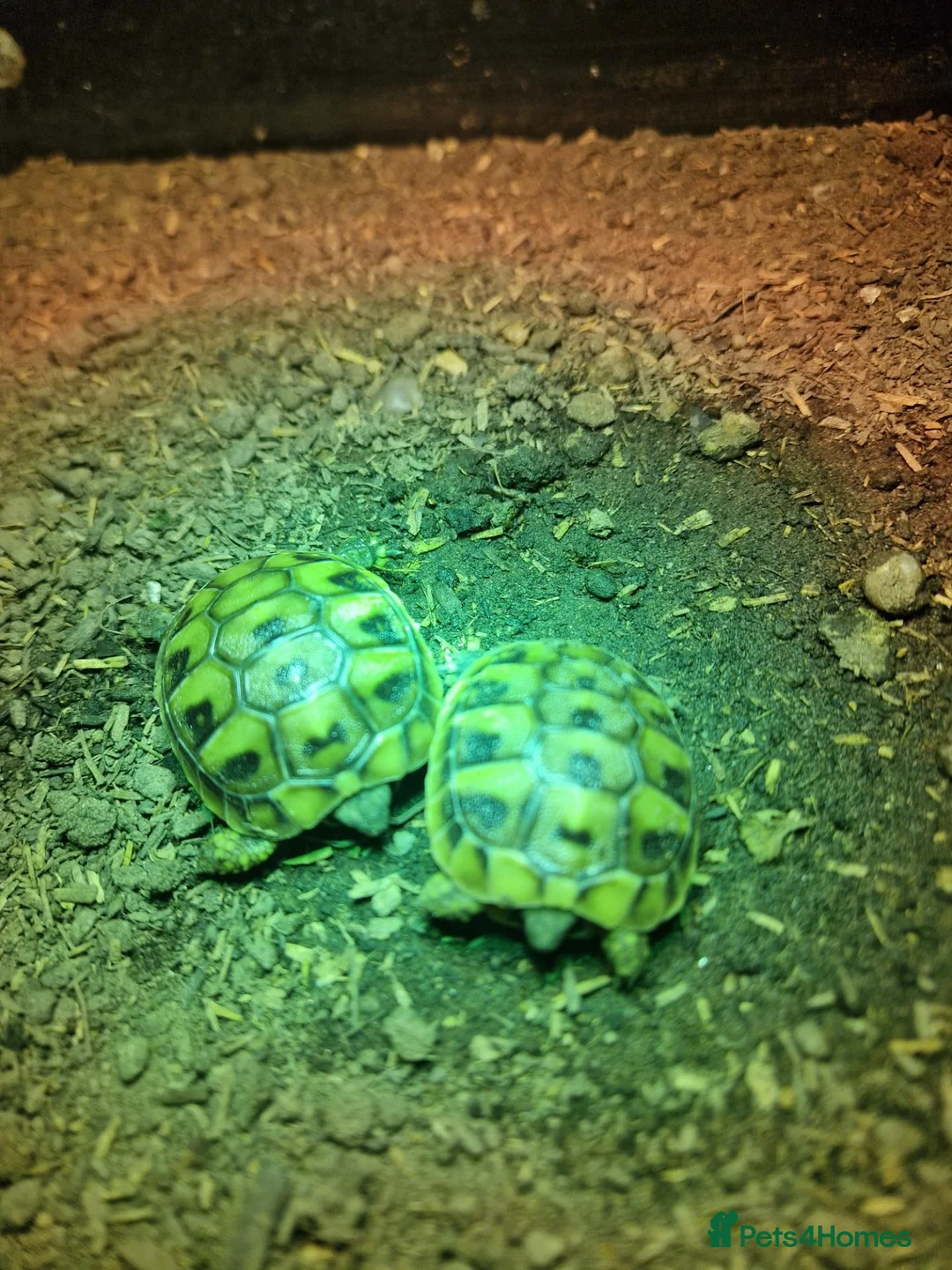 Hermann Tortoise reptiles for sale:  hermanns tortoise - Advert 1