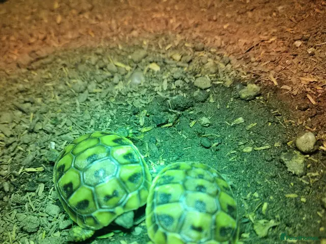 Hermann Tortoise reptiles hermanns tortoise - Advert 1
