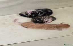 Domestic Shorthair cats for sale: Beautiful Kittens - Image 3