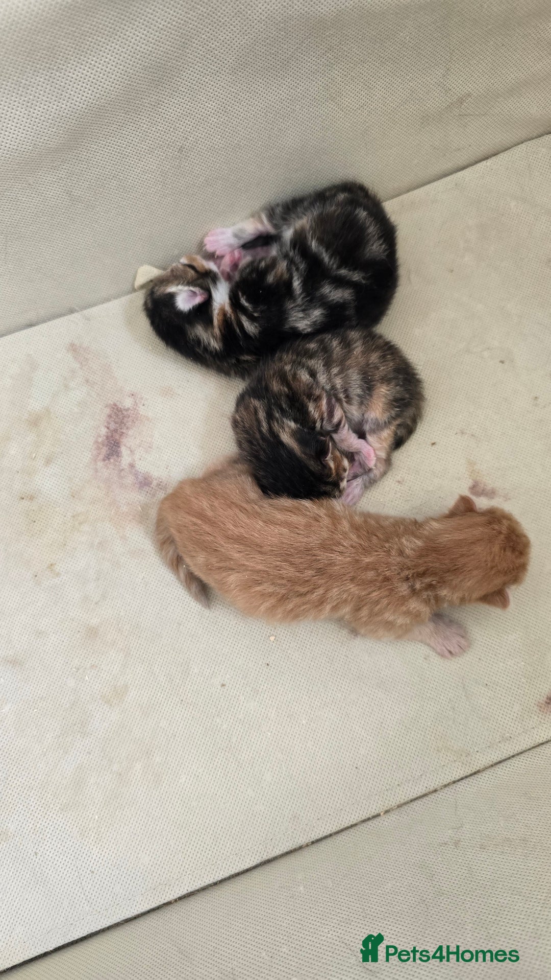 Domestic Shorthair cats for sale: Beautiful Kittens - Image 3