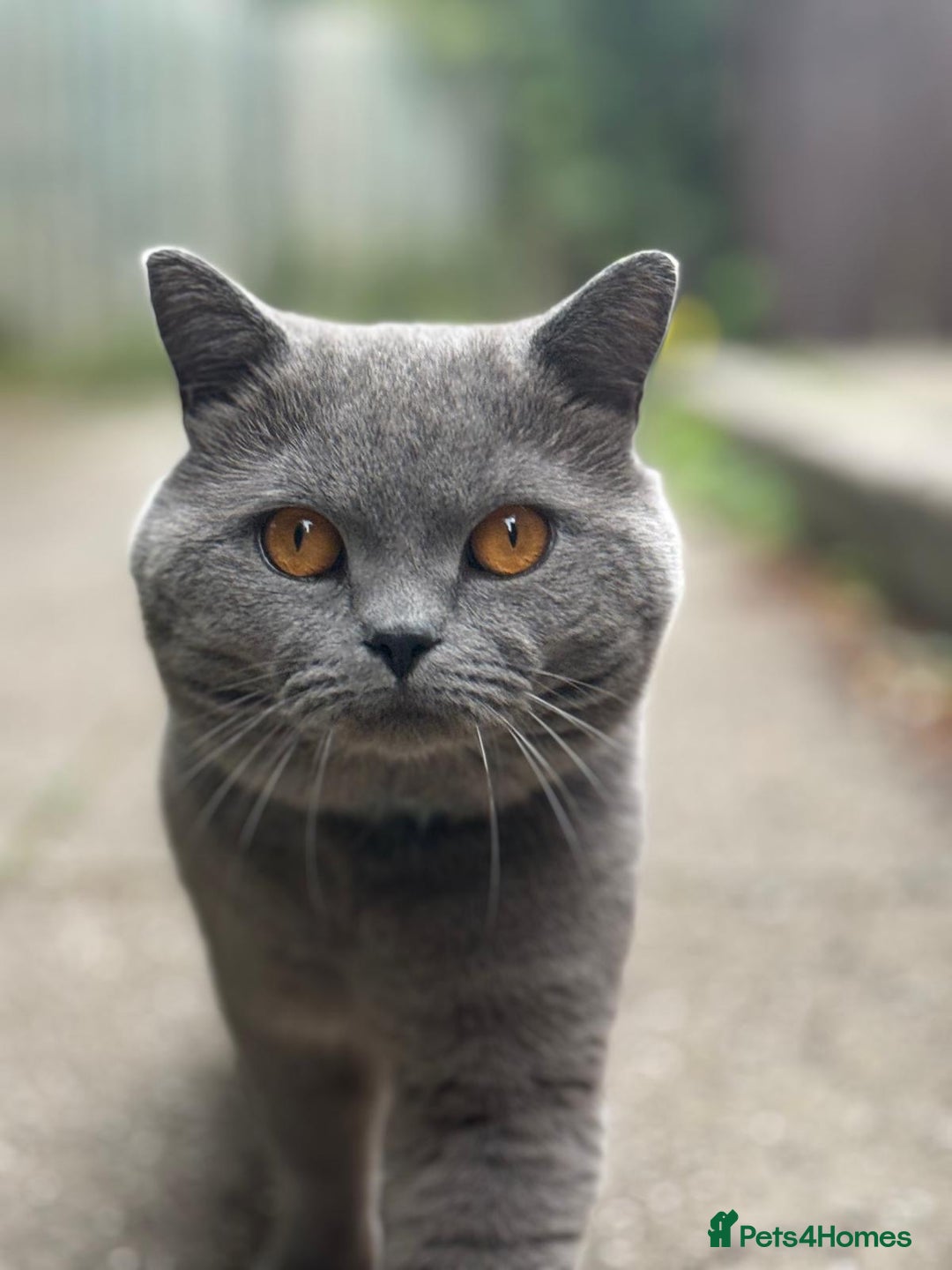 British Shorthair cats for sale: A charming and kind boy. - Advert 1