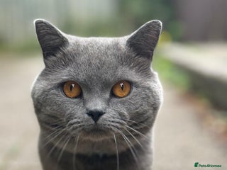 British Shorthair cats A charming and kind boy. - Advert 1