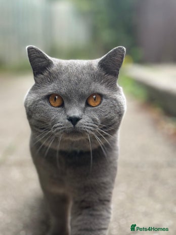 British Shorthair cats A charming and kind boy. - Advert 1