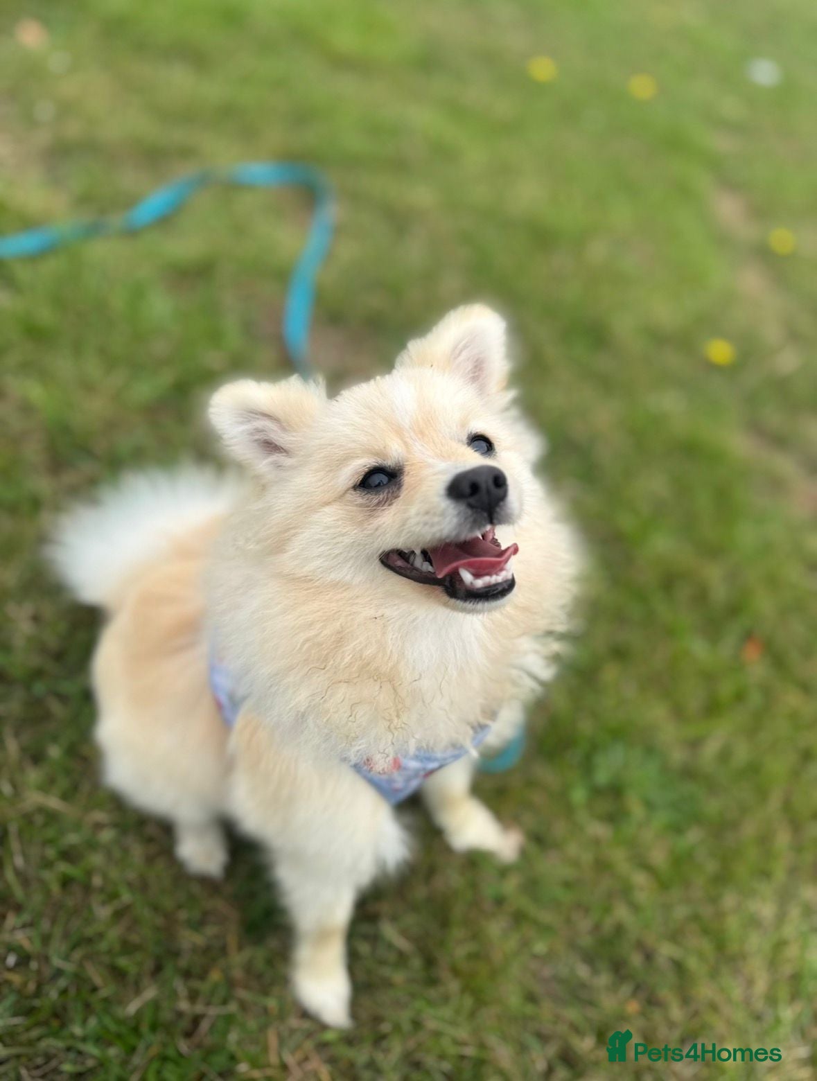 Pomeranian dogs 9 month old female Pomeranian - Advert 16