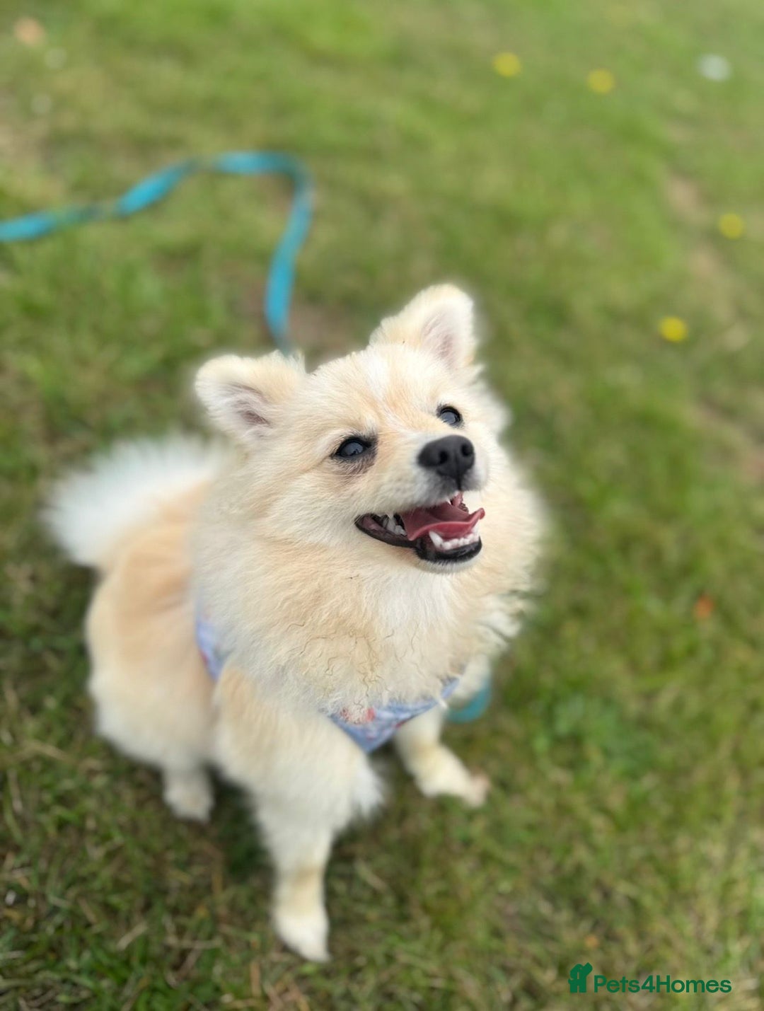 Pomeranian dogs for sale: 9 month old female Pomeranian - Advert 1