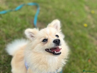 Pomeranian dogs 9 month old female Pomeranian - Advert 16