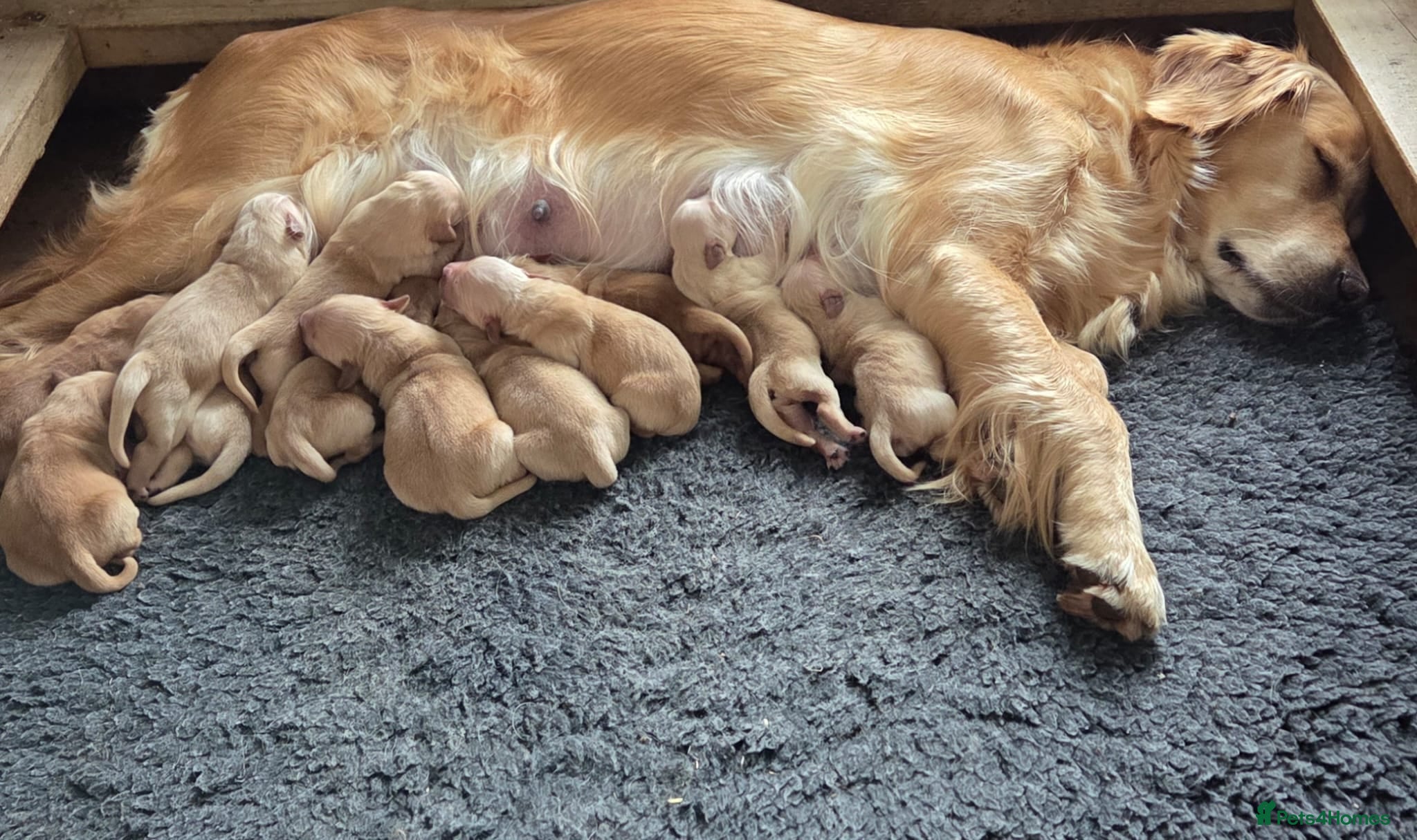 Golden Retriever dogs KC REGISTERED GOLDEN RETRIEVER PUPPIES - Advert 2