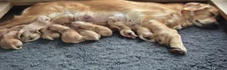 Golden Retriever dogs for sale: KC REGISTERED GOLDEN RETRIEVER PUPPIES - Advert 1