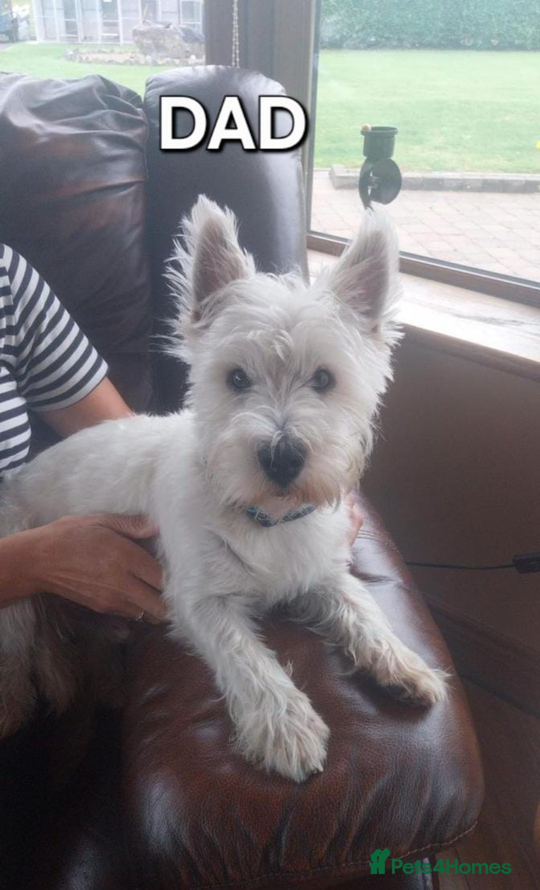 West Highland Terrier dogs for sale: Top quality West Highland puppies - Image 5