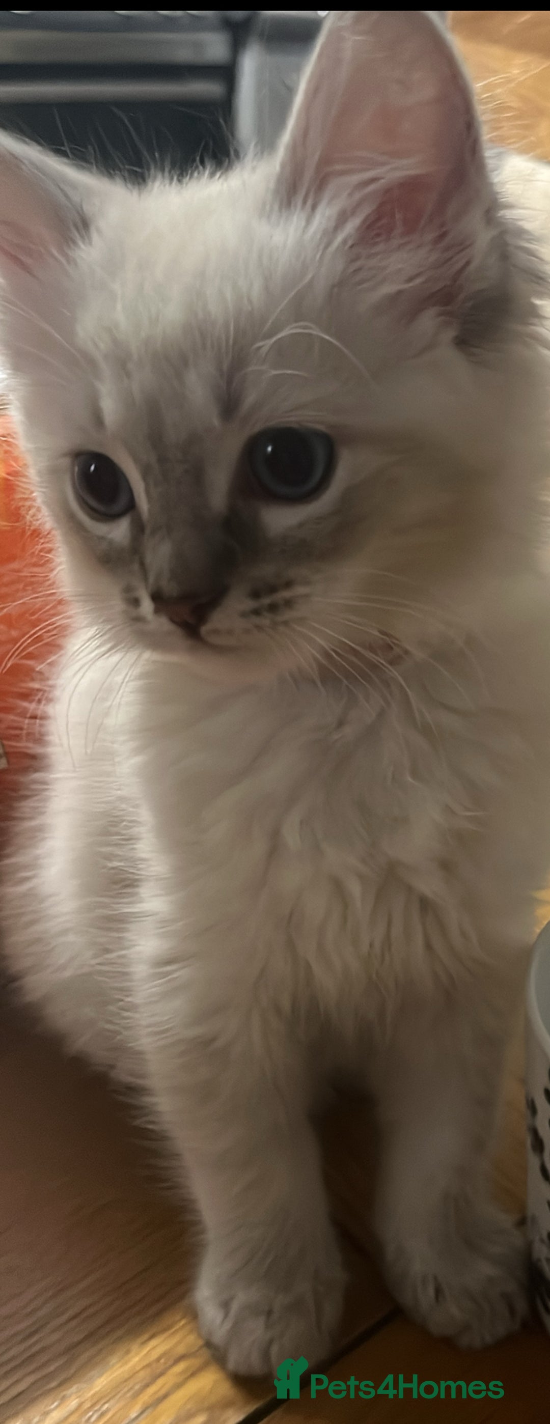 Ragdoll cats for sale: One female Ragdoll left  in Cambridge - Image 7