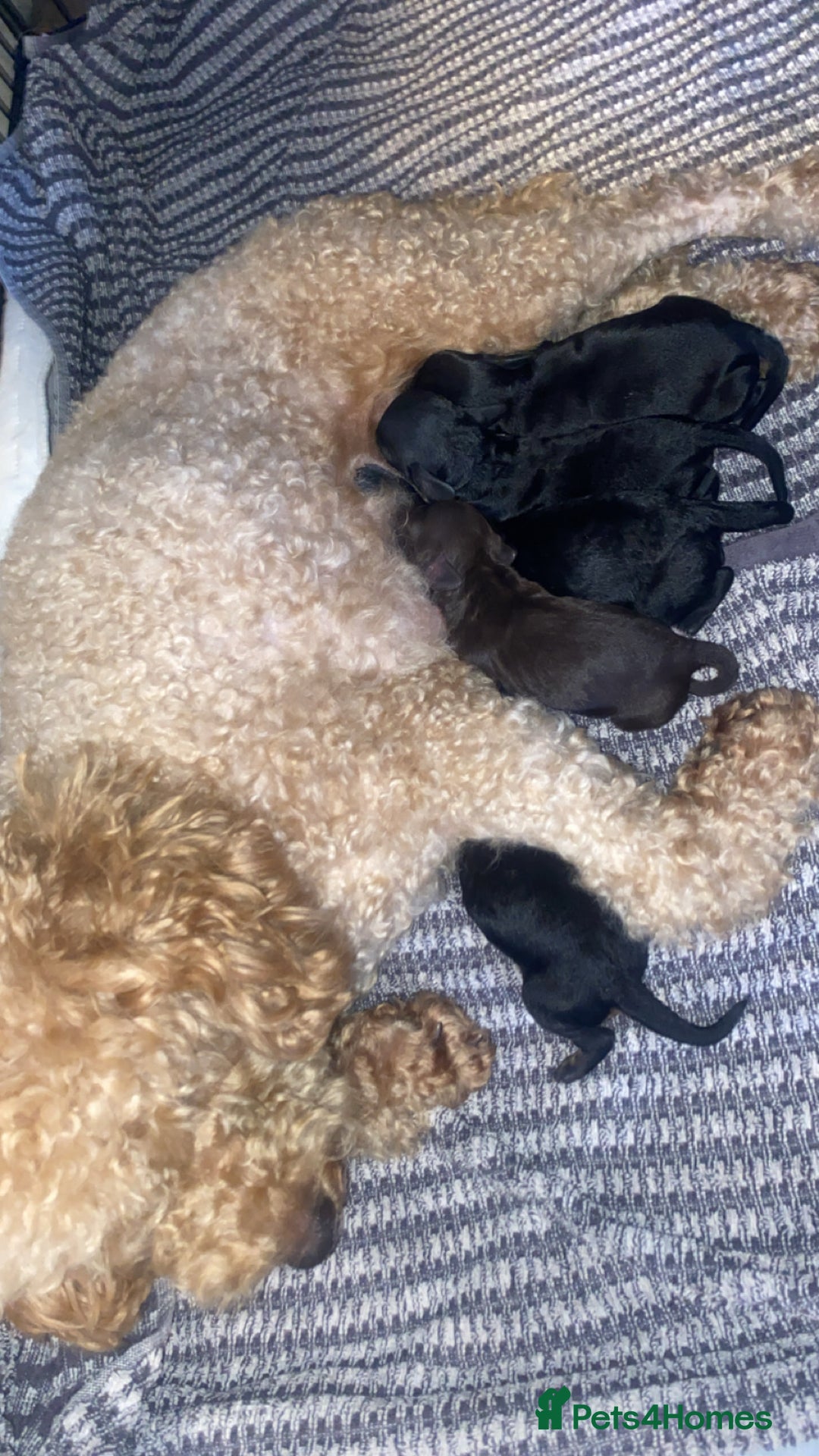 Cockapoo dogs for sale: Cockapoo puppies - Advert 7