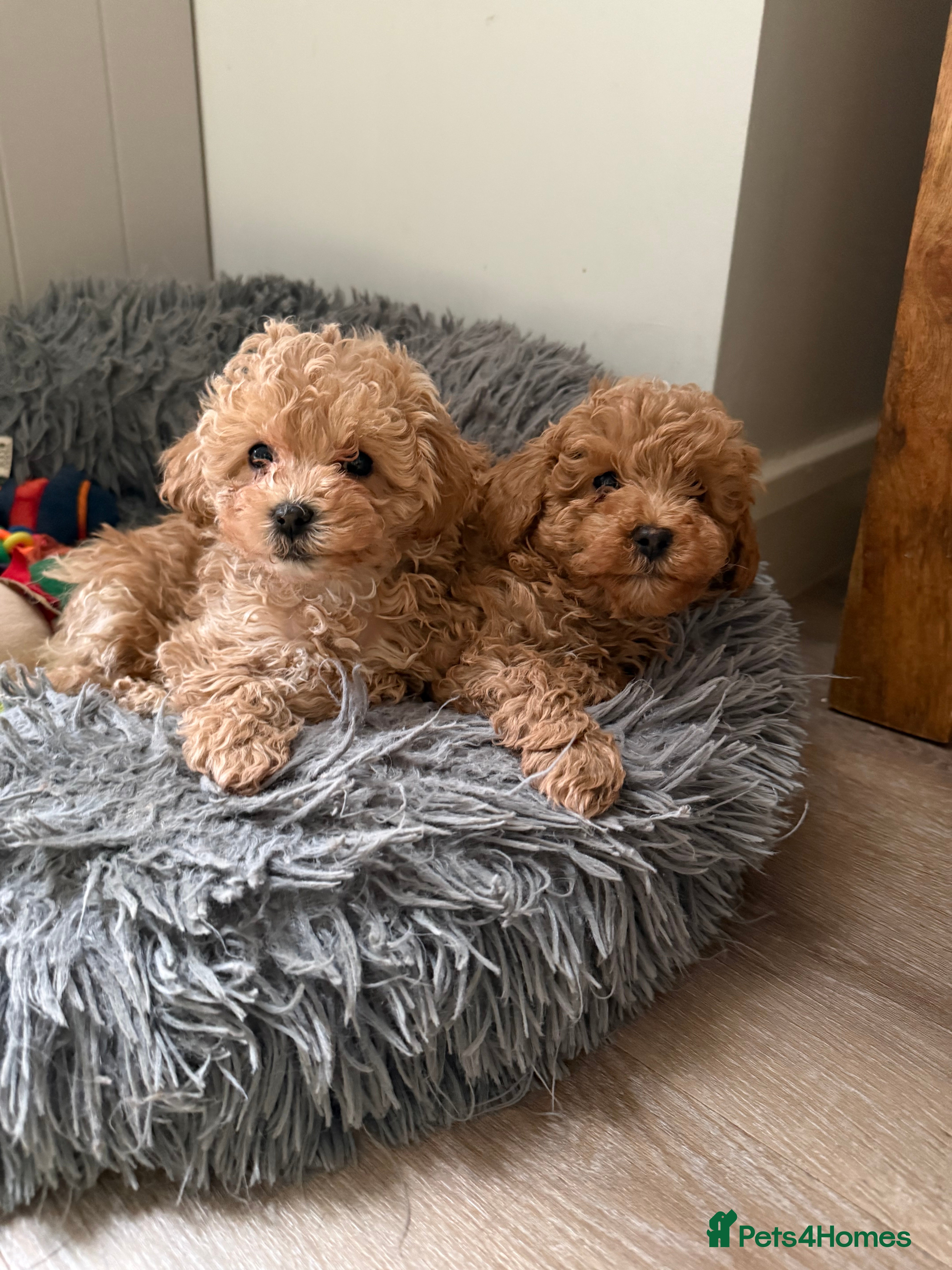 Toy Poodle dogs Toy poodle  ready to leave now  - Advert 3