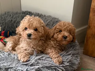 Toy Poodle dogs Toy poodle ready to leave now - Advert 11