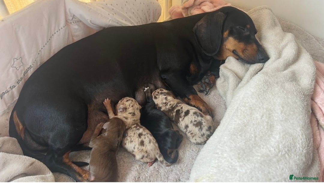 Dachshund dogs for sale: DACHSHUND PUPPIES FOR SALE  - Image 10