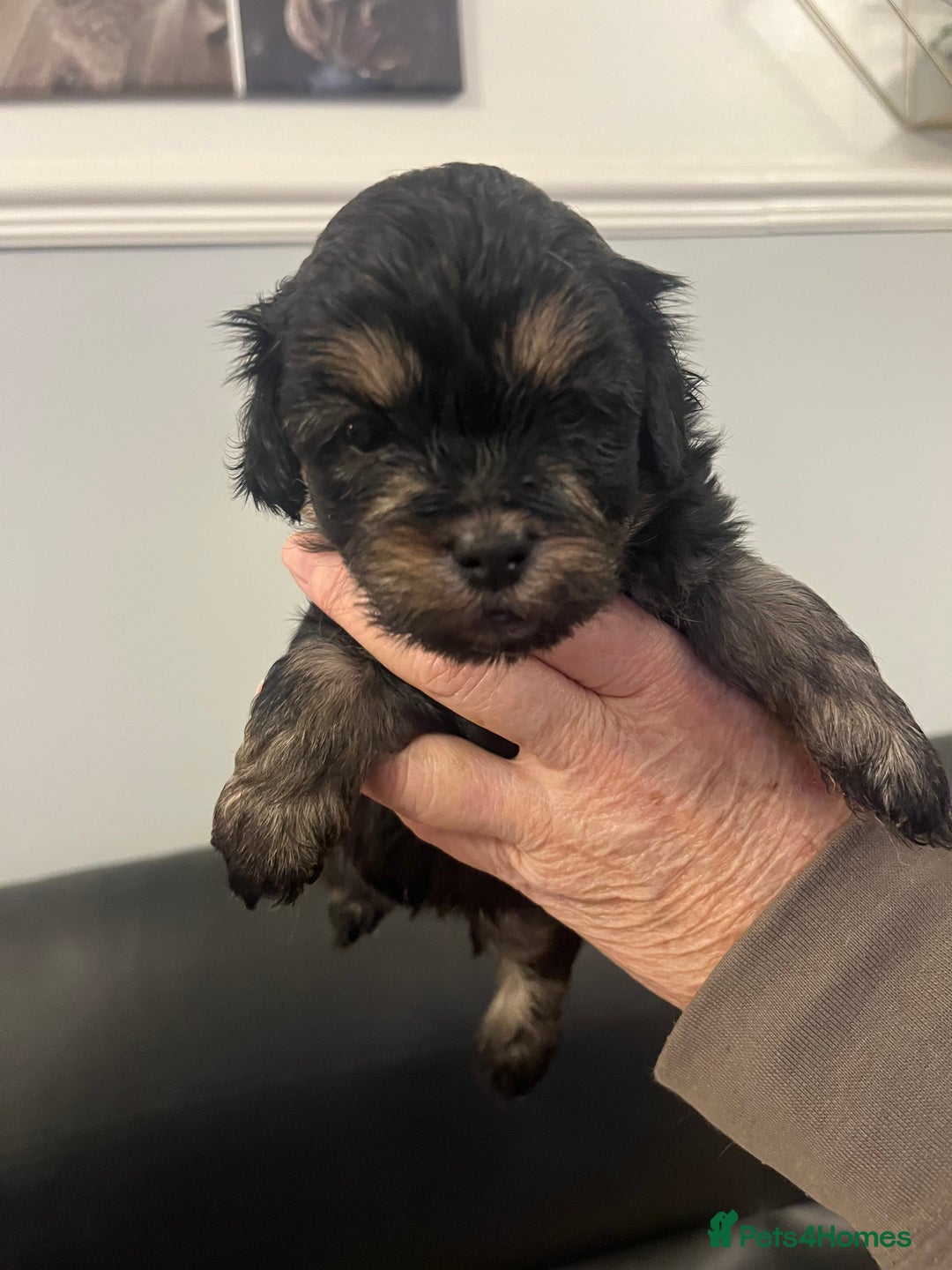 Lhasapoo dogs for sale: Lhasapoo pups - Advert 2