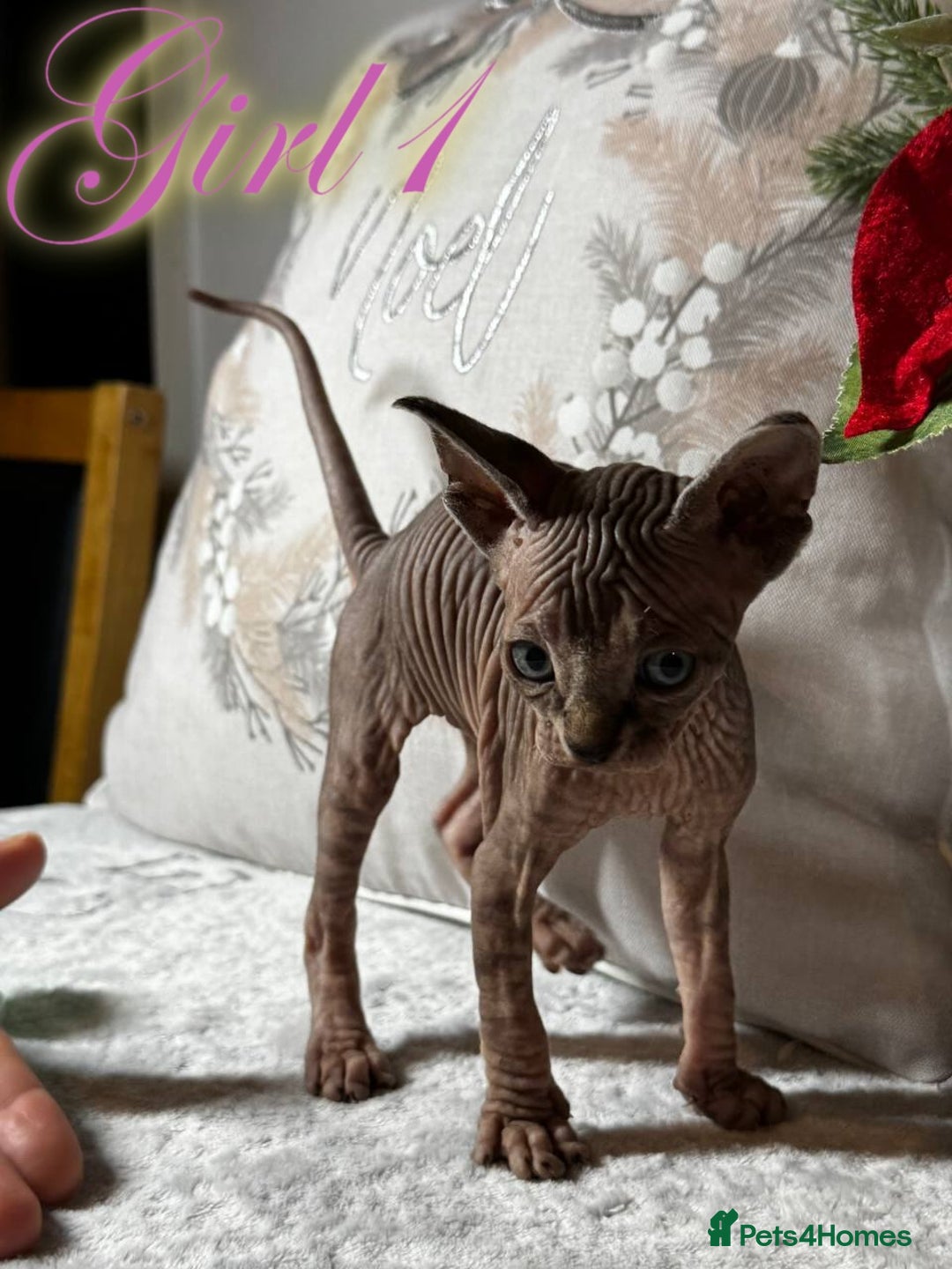 Sphynx cats for sale: Stunning Pedigree Sphynx Kittens - Advert 8