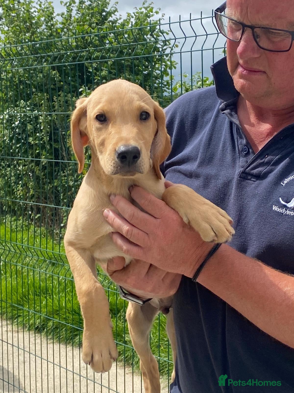 Labrador Retriever dogs Five Star Council Registered Breeders litter - Advert 1