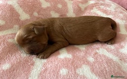 Cockapoo dogs for sale: 🌸3 gorgeous chunky Cockapoo puppy’s 🌸 - Image 37