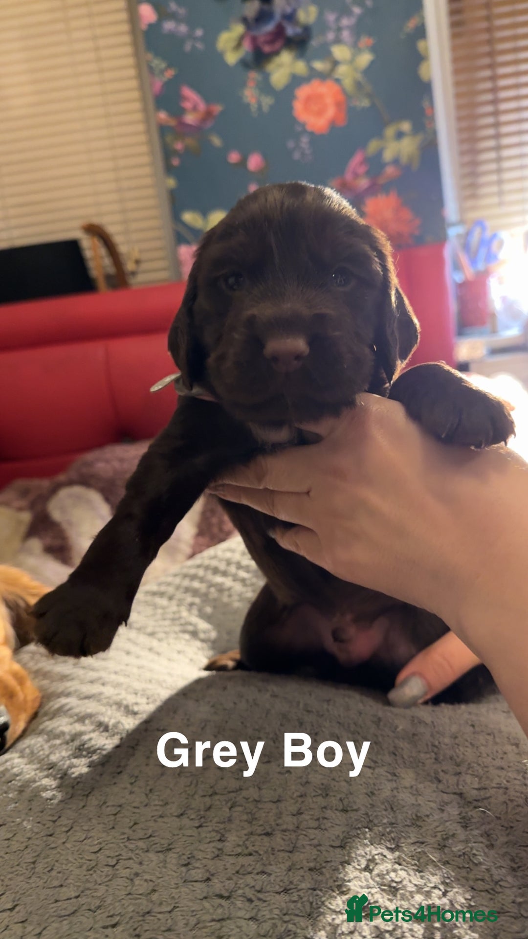 Cocker Spaniel dogs for sale: Cocker Spaniel Puppies looking for new home - Advert 5