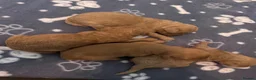 Labradoodle dogs for sale: F1B Miniature Labradoodles.  - Advert 4