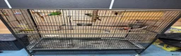 Parrots birds for sale: Green Cheek Conures - Advert 2