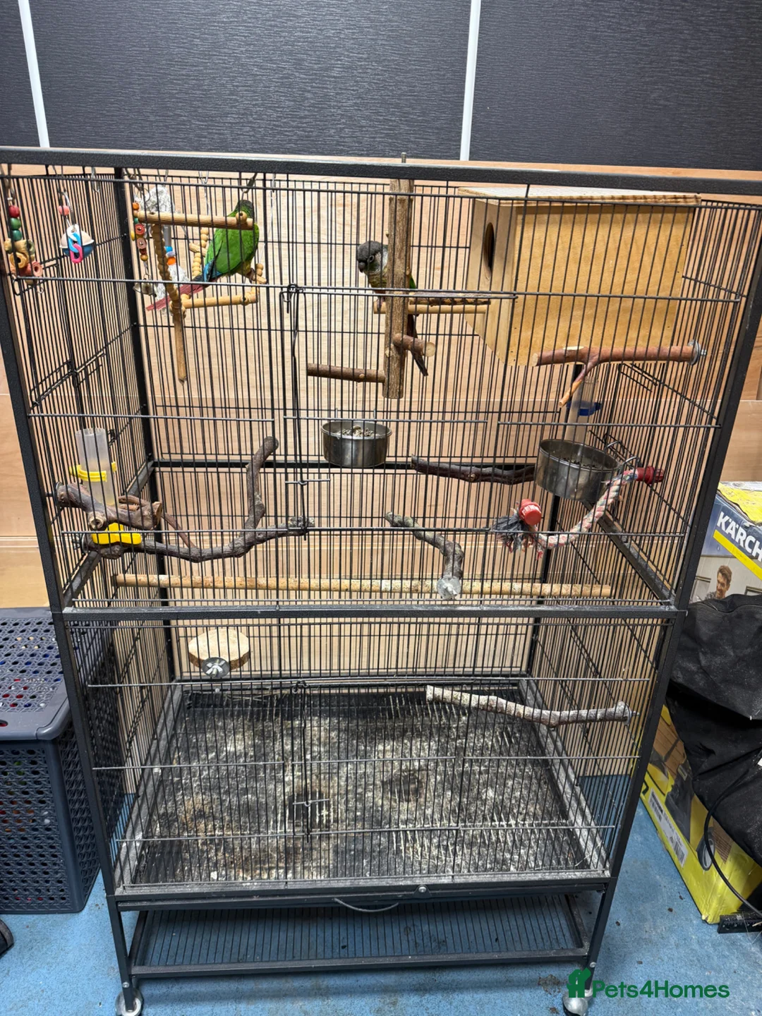 Parrots birds for sale: Green Cheek Conures - Advert 2